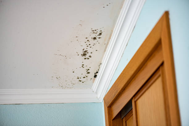 Best Insurance-Related Mold Remediation in North Beach Haven, NJ