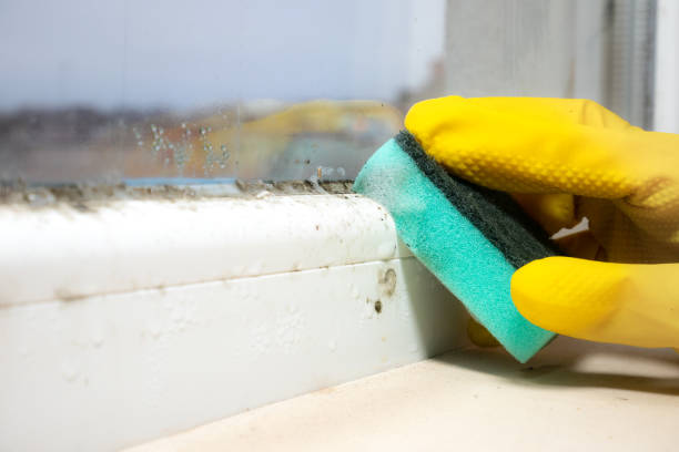 Best Crawl Space Mold Remediation in North Beach Haven, NJ