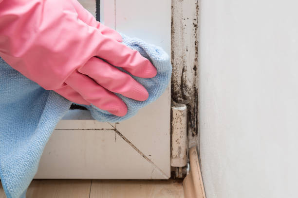Best Insurance-Related Mold Remediation in North Beach Haven, NJ
